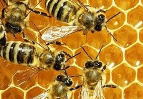 Hive_down_bees